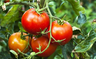 7 rau củ độc hại trong vườn nha bạn không nên ăn